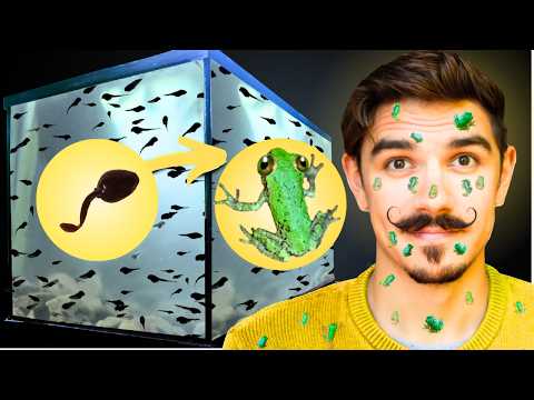 Видео: Я спас 1000 головастиков древесной лягушки и вырастил их в палюдариуме