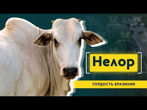 Видео: Нелор — самая дорогая порода в мире. История, содержание и показатели