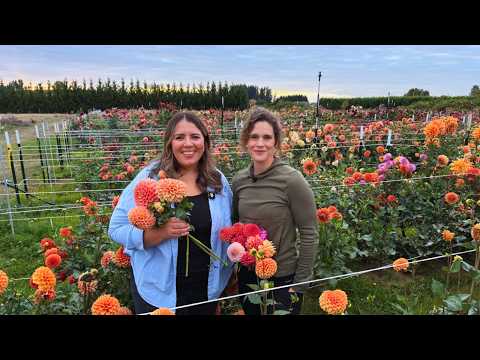 Видео: Всё началось как хобби,... Теперь она выращивает более 10 000 георгинов и создаёт нечто прекрасно...