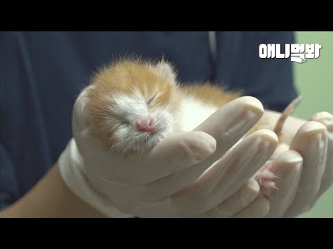 Видео: Человек, Выбросивший Котят В Капустной Сетке