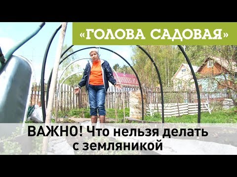 Видео: Голова садовая - ВАЖНО! Что нельзя делать с земляникой