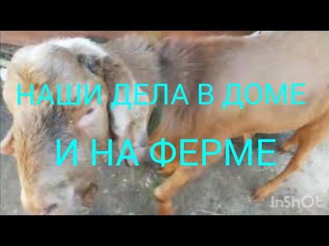 Видео: ЗАБОЛЕЛА🤧/ЧТО НОВОГО У НАС💪/ДЕЛА В ДОМЕ И НА ФЕРМЕ🐐