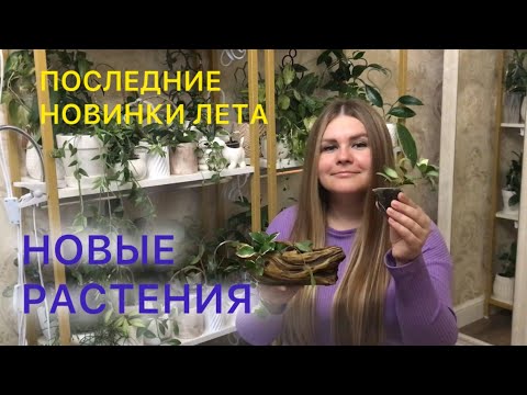 Видео: НОВЫЕ РАСТЕНИЯ | Последние новинки лета #комнатныерастения