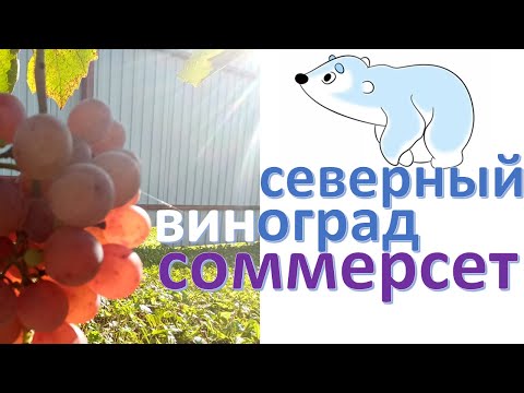 Видео: Сомерсет сидлисс и Юпитер. Опытное сравнение сортов кишмиша.Влияние суммы активных температур САТ