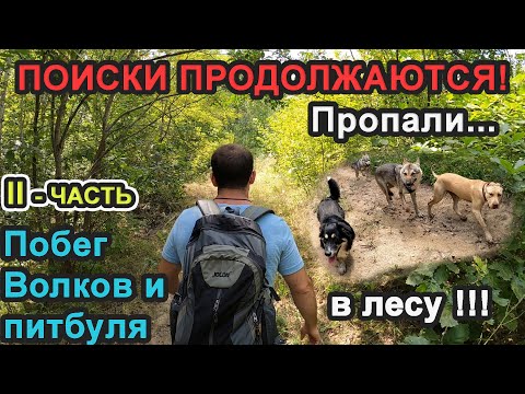 Видео: ПОБЕГ В ЛЕСУ !!! ВОЛКОСОБОВ, ПИТБУЛЯ, ПОИСКИ ПРОДОЛЖАЮТСЯ!!! II-ЧАСТЬ.
