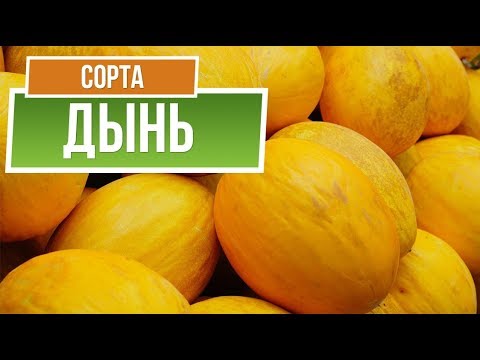 Видео: Лучшие Сорта Дыни для Средней Полосы ✔️  Какую Дыню посадить