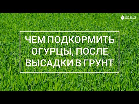 Видео: Чем подкормить огурцы после высадки в грунт?  | Agrolife.ua "Вы спрашиваете, мы отвечаем"