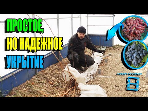 Видео: ЛУЧШЕЕ УКРЫТИЕ ВИНОГРАДА ОСЕНЬЮ НА ЗИМУ ПО МОЕМУ ОПЫТУ. СЕВЕРНЫЙ ВИНОГРАДНИК 22-45