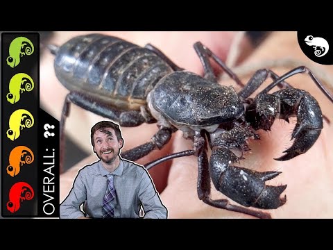 Видео: Гигантский уксусник — лучшее беспозвоночное домашнее животное?