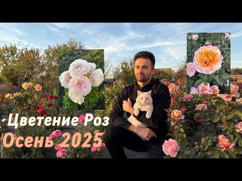 Видео: Осеннее  Цветение Роз 2025 ￼￼￼