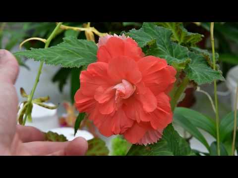 Видео: Клубневая бегония. Диметрис.