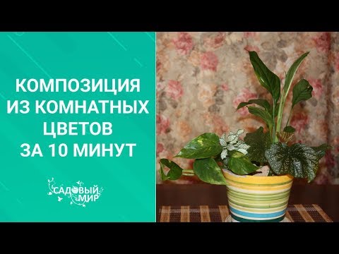 Видео: Очень красивая композиция из комнатных цветов на РАЗ-ДВА-ТРИ! СМОТРИ и ДЕЛАЙ!