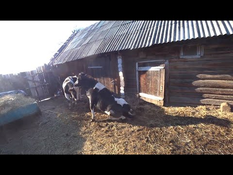 Видео: ОТКОРМ БЫКОВ В КРИЗИС,КОМУ И КОГДА МОЖНО ПРОДАТЬ БЫКОВ