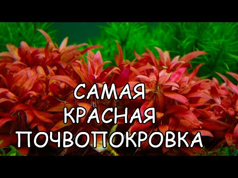 Видео: АЛЬТЕРНАНТЕРА РЕЙНЕКИ МИНИ. СЕКРЕТЫ СОДЕРЖАНИЯ. Alternanthera reineckii «Mini»