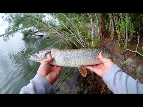 Видео: Ловля щуки на Оби  г.  Новосибирск.