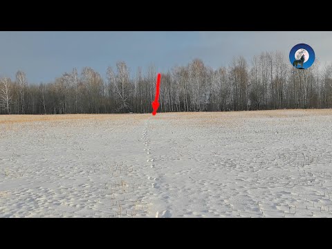 Видео: ОХОТА НА ОЗЁРНЫХ ЗАЙЦЕВ ПО ПЕРВОМУ СНЕГУ * НАСТРЕЛЯЛИ ПОЛНЫЙ БАГАЖНИК