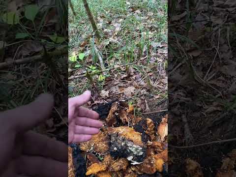 Видео: Чага,сбор и польза честный ответ!