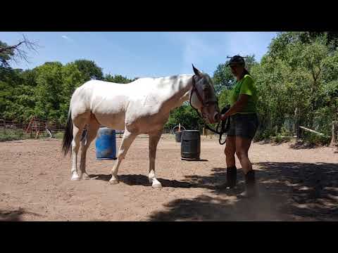 Видео: Упражнения для укрепления корпуса лошади, которые помогут ей выстроить линию верха: «Восьмерка» в...