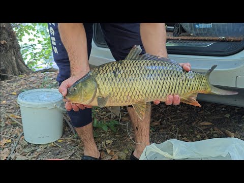 Видео: Рыбалка на Днестре в начале осени. Сазан, карась и подлещик#carpfishing #карась 