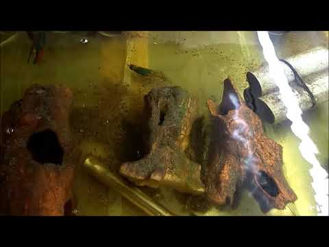 Видео: Мои результаты за 1 год и 3 месяца содержания раков