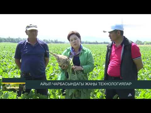 Видео: 2021-жылкы кургакчылык. Өсүмдүктөр куурап араң калган. Кант кызылчасы. Жүгөрү.