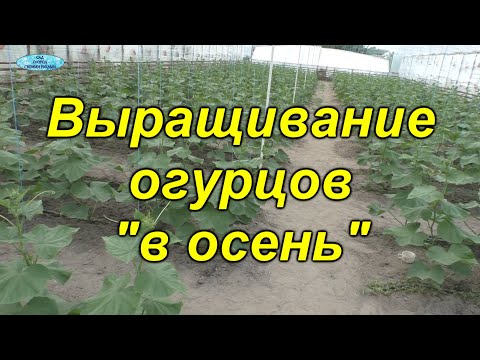 Видео: Огурцы второго оборота. Урожай будет до самых морозов!