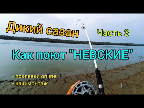 Видео: Дикий сазан. Часть 3. Крокодилы + Невские катушки = идеальное сочетание на сазана. Обь 2021