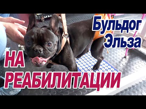 Видео: Бульдог Эльза на пути к восстановлению