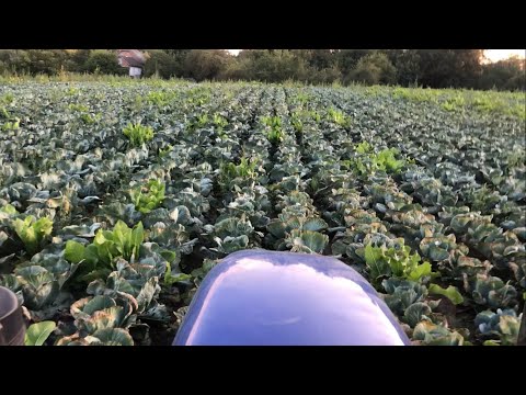 Видео: Капуста агресор як поживає на районі? Остання обробка 