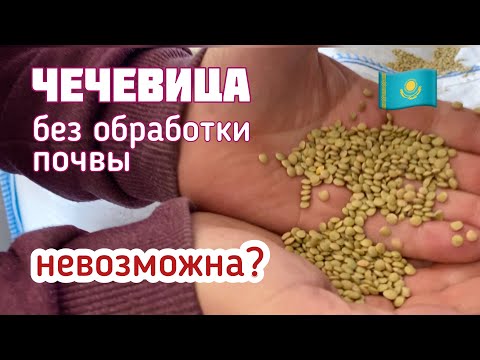 Видео: Чечевица - очень высокомаржинальная культура