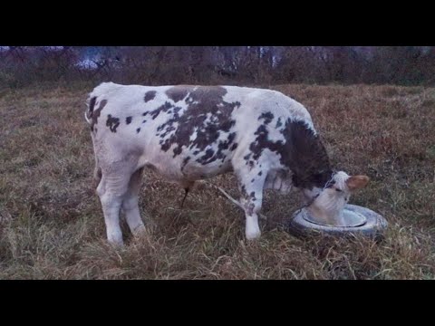 Видео: Делаем комбикорм для бычков сами.