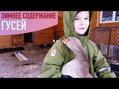 Видео: Гуси. Содержание зимой.