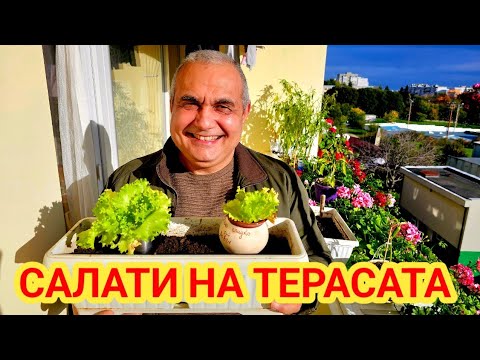 Видео: Свежа салата засята в сандъче на терасата! 