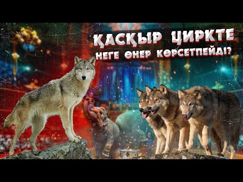 Видео: ҚАСҚЫР ШАБУЫЛ ЖАСАСА НЕ ІСТЕУ КЕРЕК? | ҚАНДАЙ ТӨБЕТ ҚАСҚЫРДЫ ЖЕҢЕ АЛАДЫ?