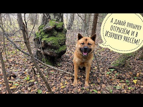 Видео: Пёс Кубик водит меня по бобрам и лесам. Гуляем в дальние дали, пока погода позволяет