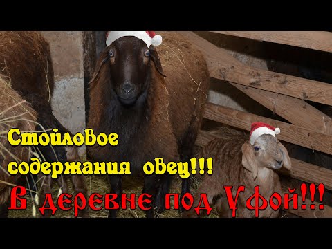 Видео: СТОЙЛОВОЕ СОДЕРЖАНИЯ ОВЕЦ!!! #овцеводство #эдильбаевская #ягнёнок #овчарня #кошара #курдючная #овца