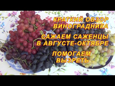 Видео: Краткий обзор виноградника. Сажаем саженцы в августе-октябре. Помогаем вызреть. Про резервный канал