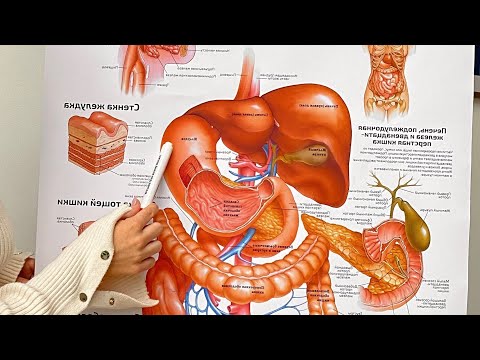 Видео: Ревизож. Пищеварительная система