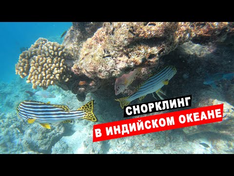 Видео: Снорклинг в Индийском океане у острова Бандос Мальдивы. Домашний риф отеля Бандос. Bandos Maldives.