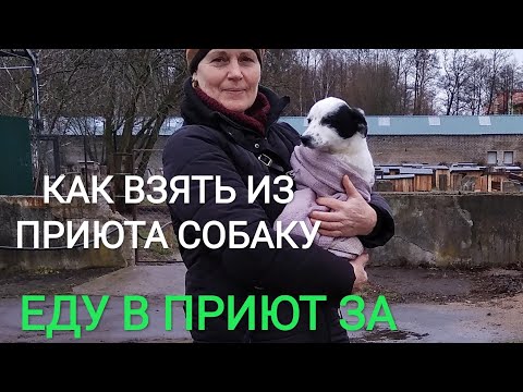 Видео: КАК ВЗЯТЬ СОБАКУ ИЗ ПРИЮТА.///ЗА ЩЕНКОМ В ПРИЮТ)))