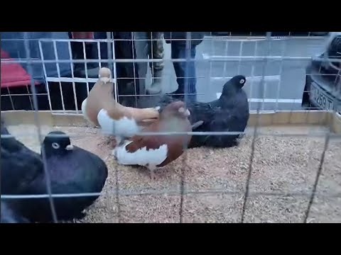 Видео: Ярмарка голубей г.Минск   26 января 2025 г.Pigeon Fair Minsk January 26, 2025