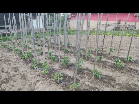 Видео: Как засаждам домати на открито в планината