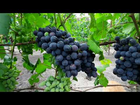 Видео: Виноград Елисеева Виктора Ивановича 2021 Август