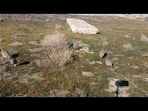 Видео: чемпион ба пеш