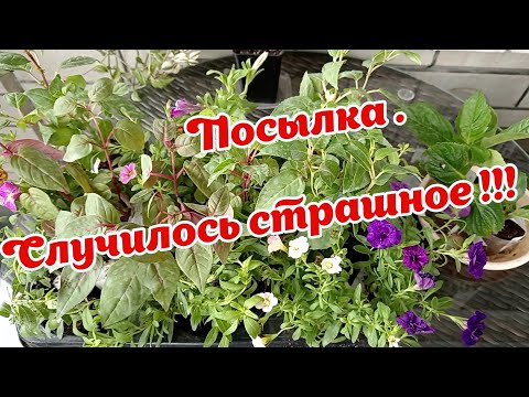 Видео: Посылка.  Случилось страшное!