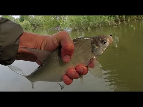 Видео: Мормышинг с 592 Innova Stinger. По белой и окуню