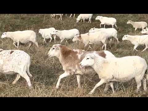 Видео: Овцы — несправедливое преимущество для любой фермы, которая стремится к прибыли.