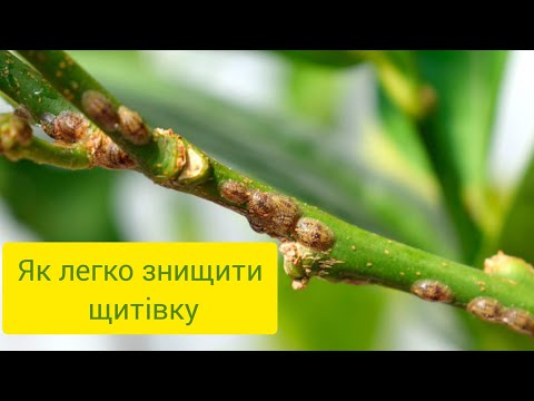 Видео: Щитівку знищити дуже просто - перевірений спосіб.