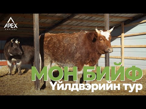 Видео: MОН БИЙФ ҮЙЛДВЭР