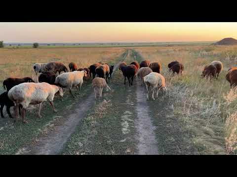 Видео: Август, выпас, 